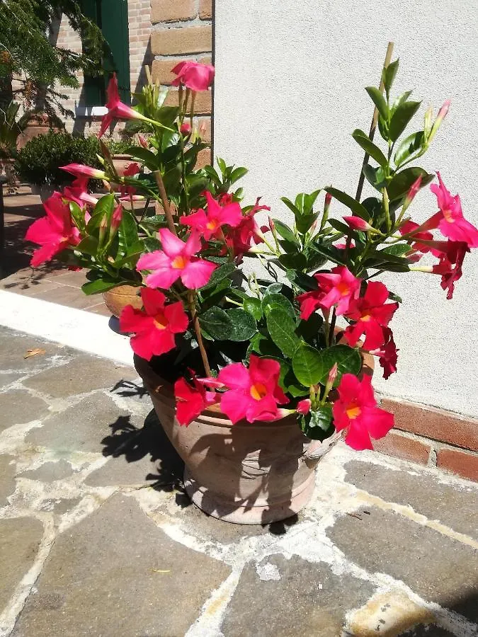 Casa Pianta Hotel Cavallino-Treporti 0*,
