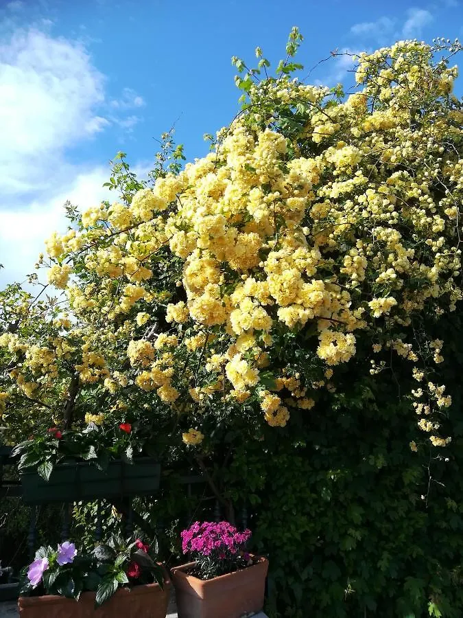 Guest house Casa Pianta Hotel Cavallino-Treporti